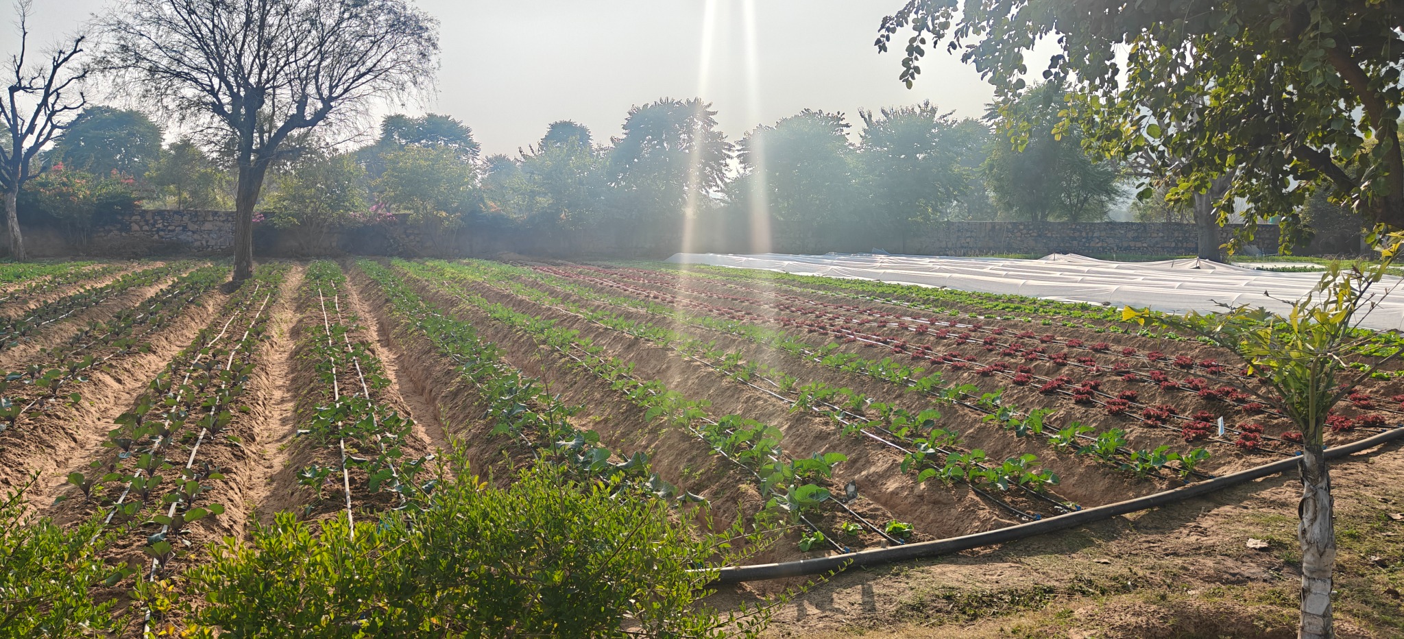 Exotic organic vegetables growing with drip irrigation at Jaipur farm